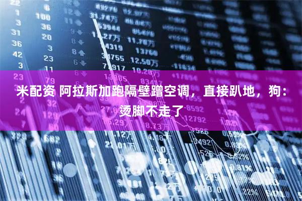 米配资 阿拉斯加跑隔壁蹭空调，直接趴地，狗：烫脚不走了